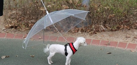 A dog under an umbrella surviving weather in Cornwall