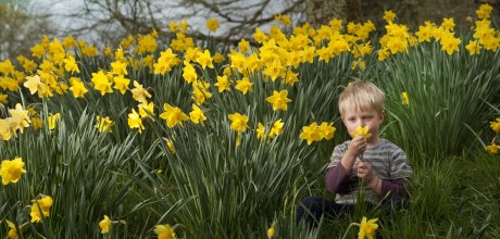 A little boy sat in a field of daffodils celebrating Cornwall in February.